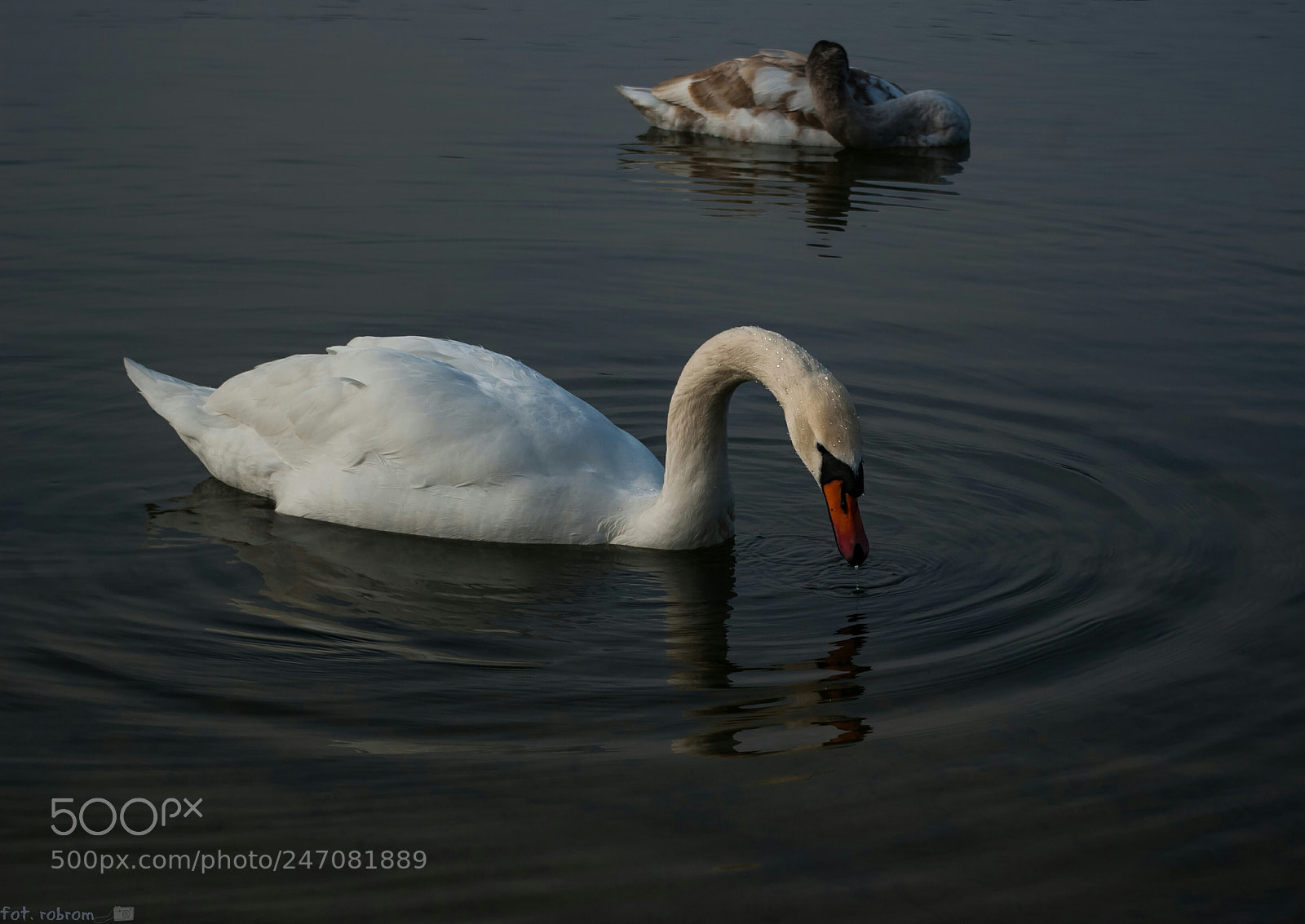 Pentax K10D sample photo. Swan photography