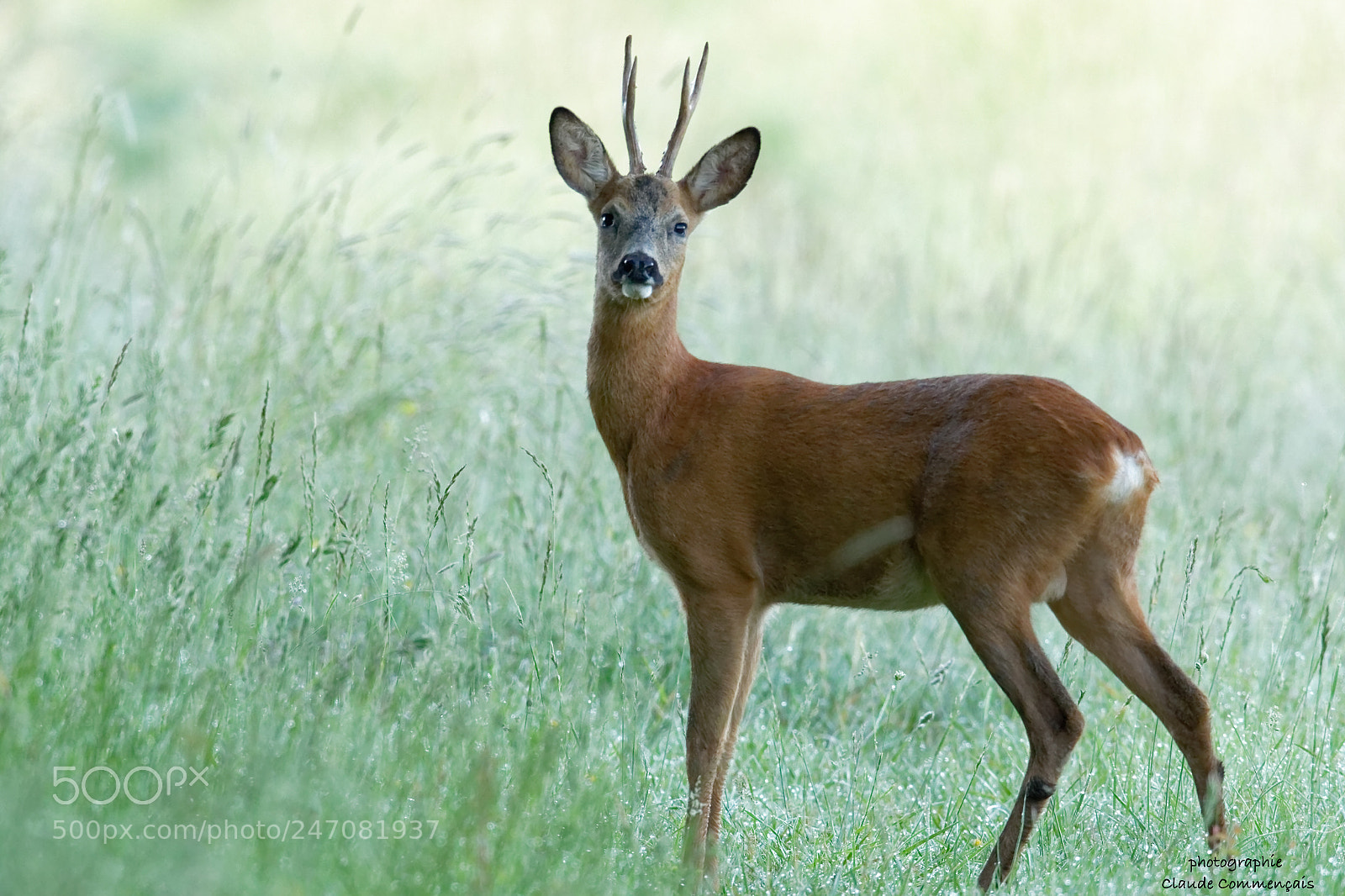 Canon EOS 7D Mark II sample photo. Le petit roi ............brocard photography