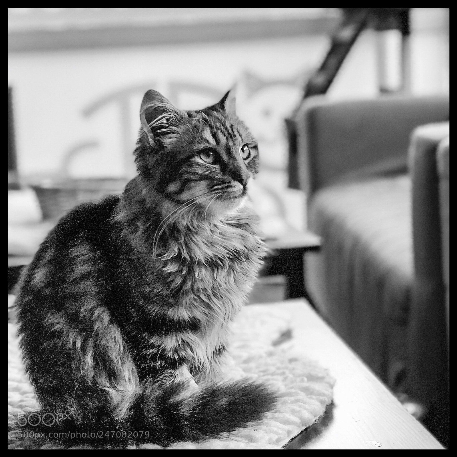 Apple iPhone X sample photo. A portrait of fluff photography