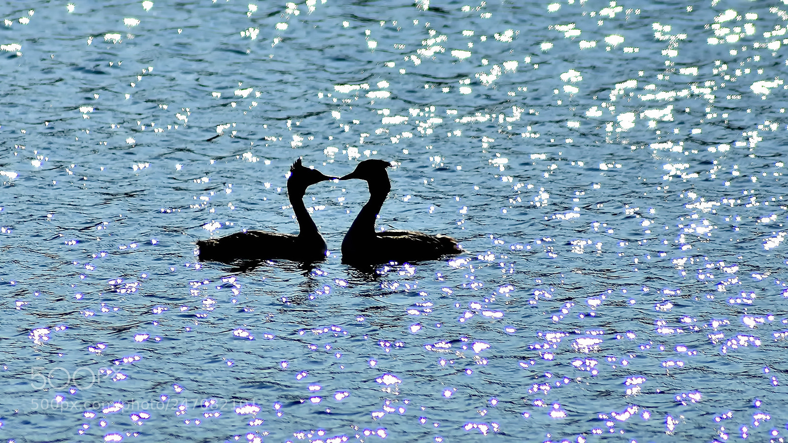 Nikon D3400 sample photo. Together again... photography