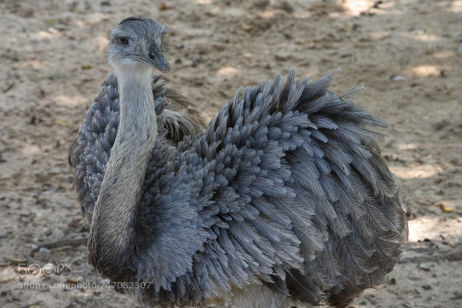 Nikon D7200 sample photo. Blue photography