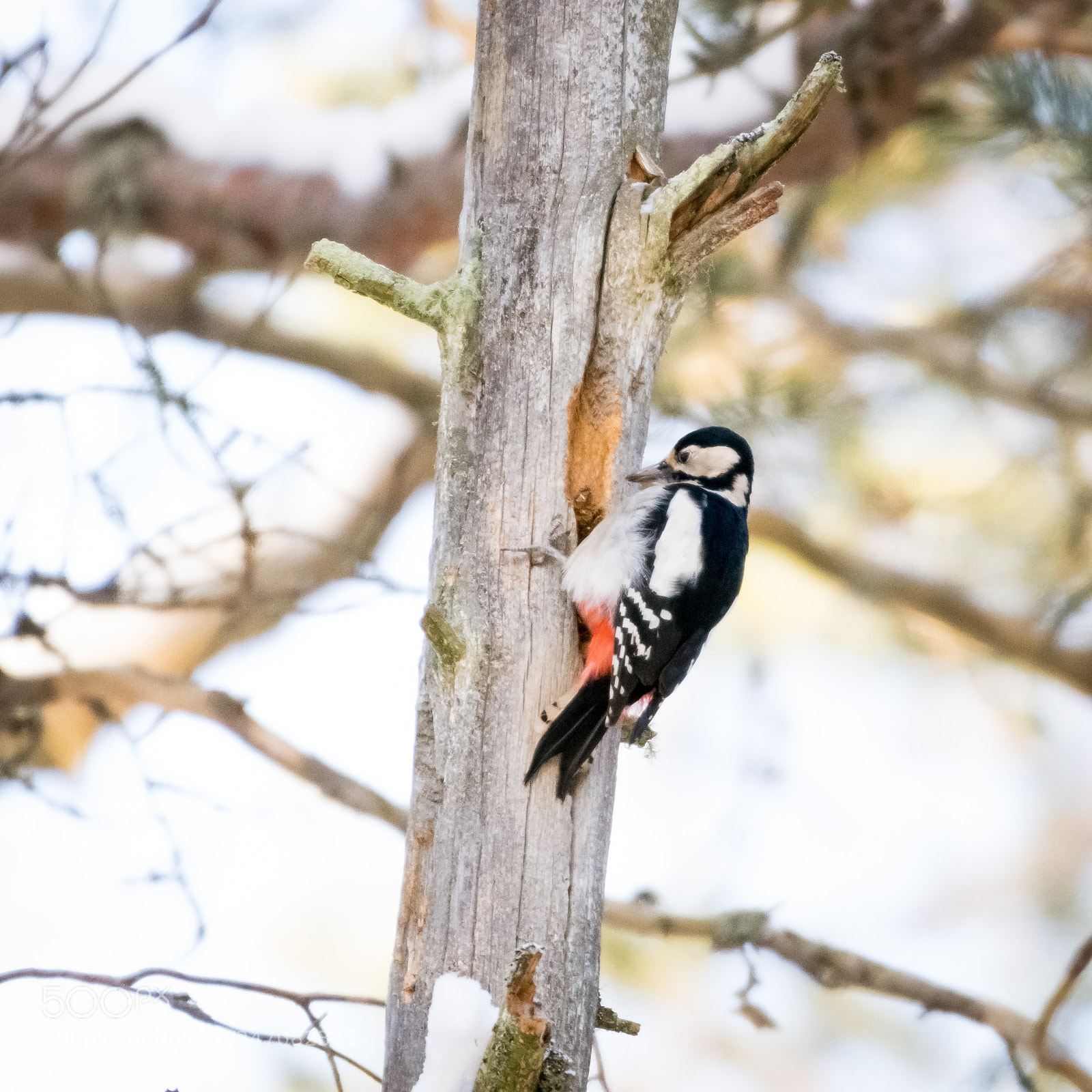 Nikon D7200 sample photo. Great spotted woodppecker photography
