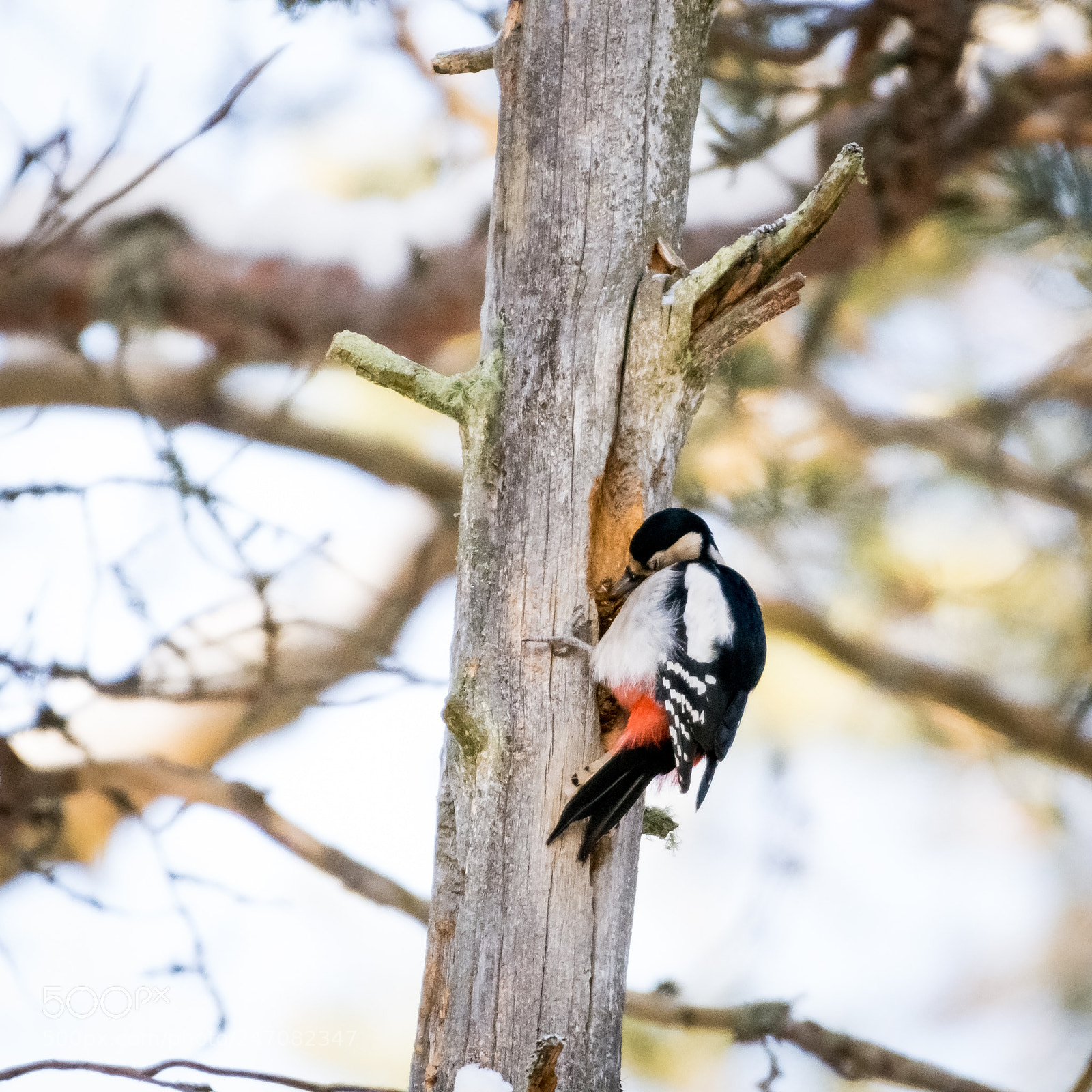 Nikon D7200 sample photo. Great spotted woodppecker photography