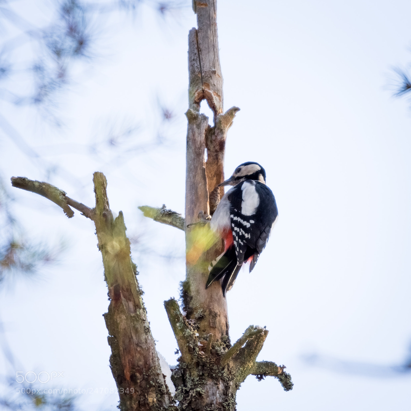 Nikon D7200 sample photo. Great spotted woodppecker photography