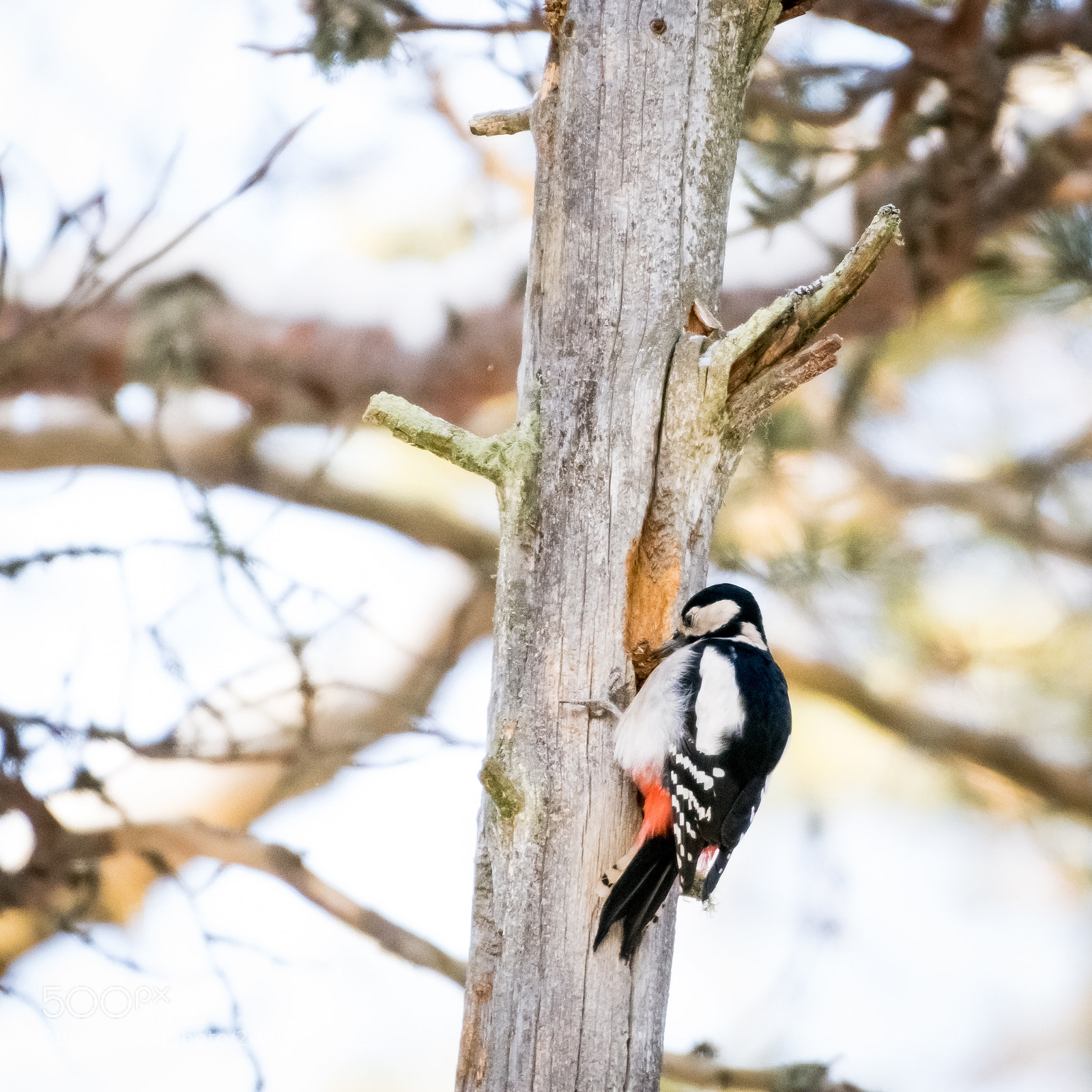 Nikon D7200 sample photo. Great spotted woodppecker photography