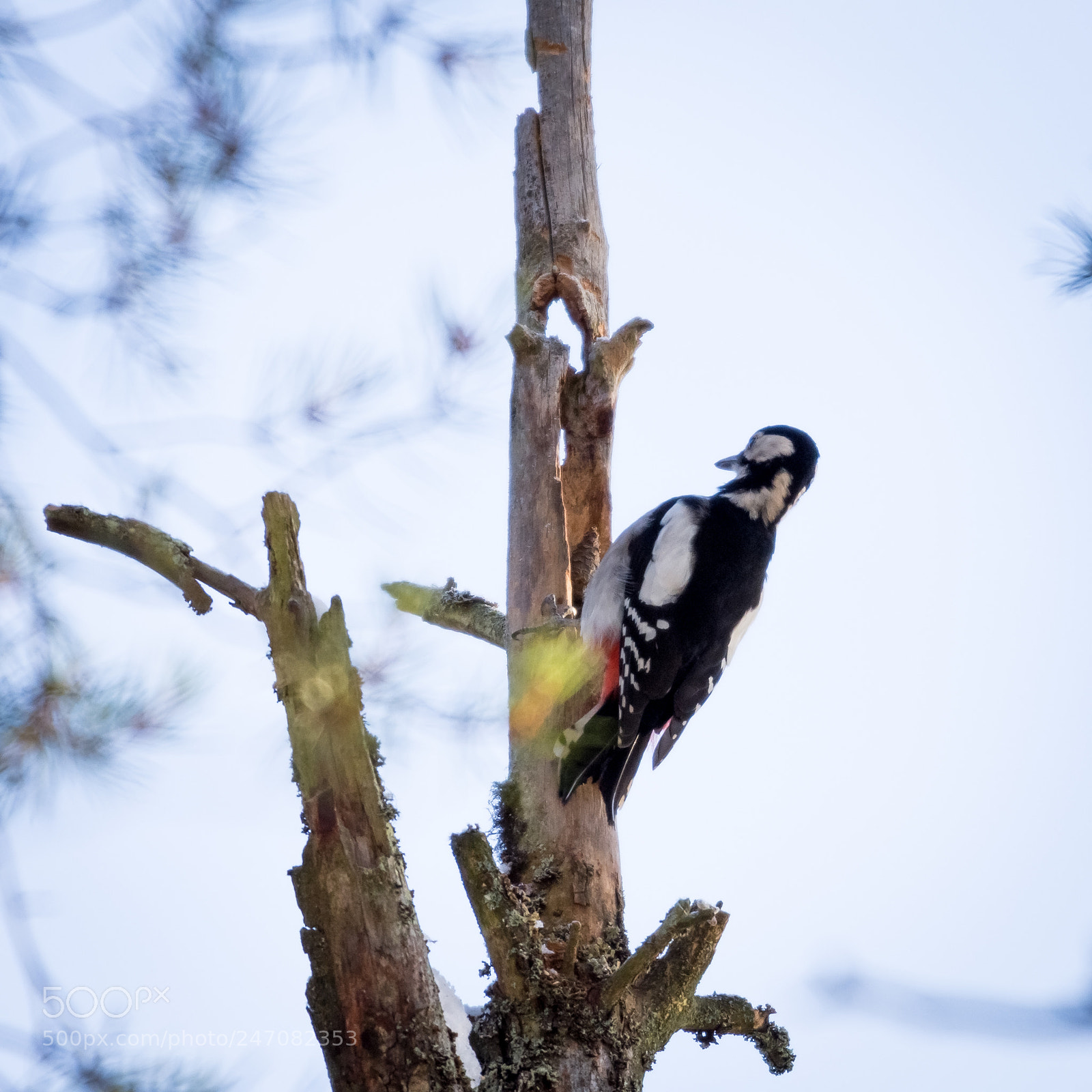 Nikon D7200 sample photo. Great spotted woodppecker photography