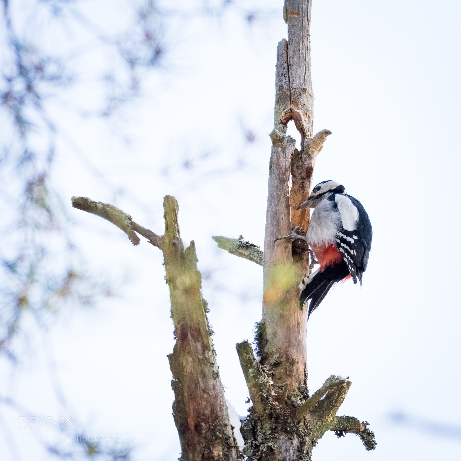 Nikon D7200 sample photo. Great spotted woodppecker photography