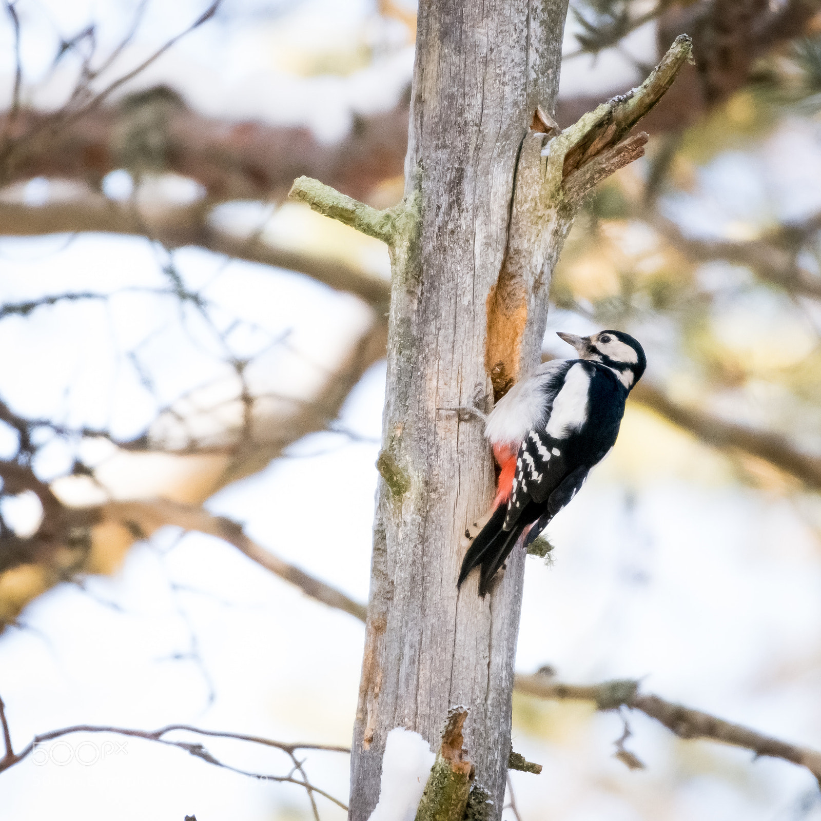 Nikon D7200 sample photo. Great spotted woodppecker photography