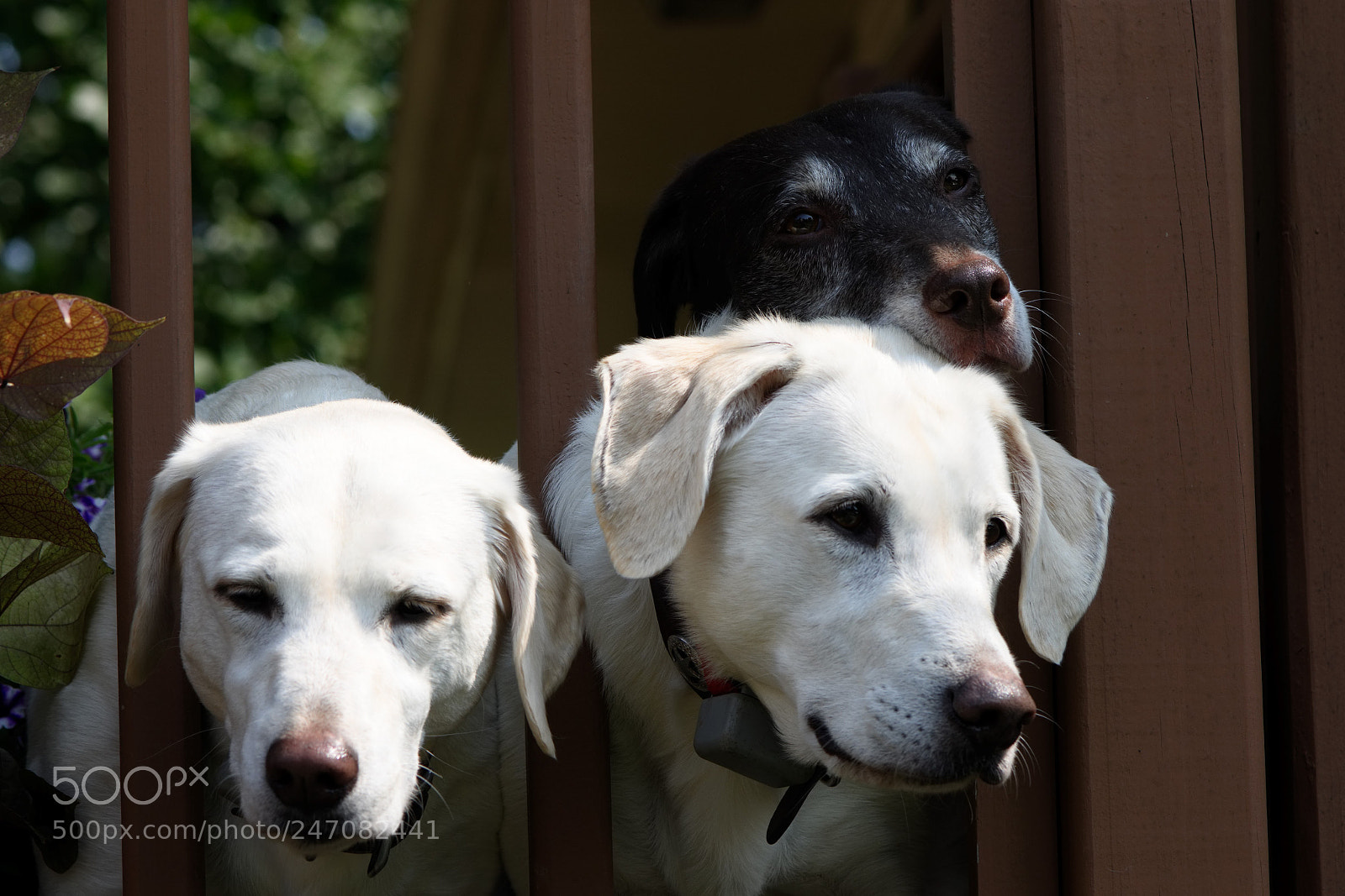Nikon D7200 sample photo. Three’s company photography