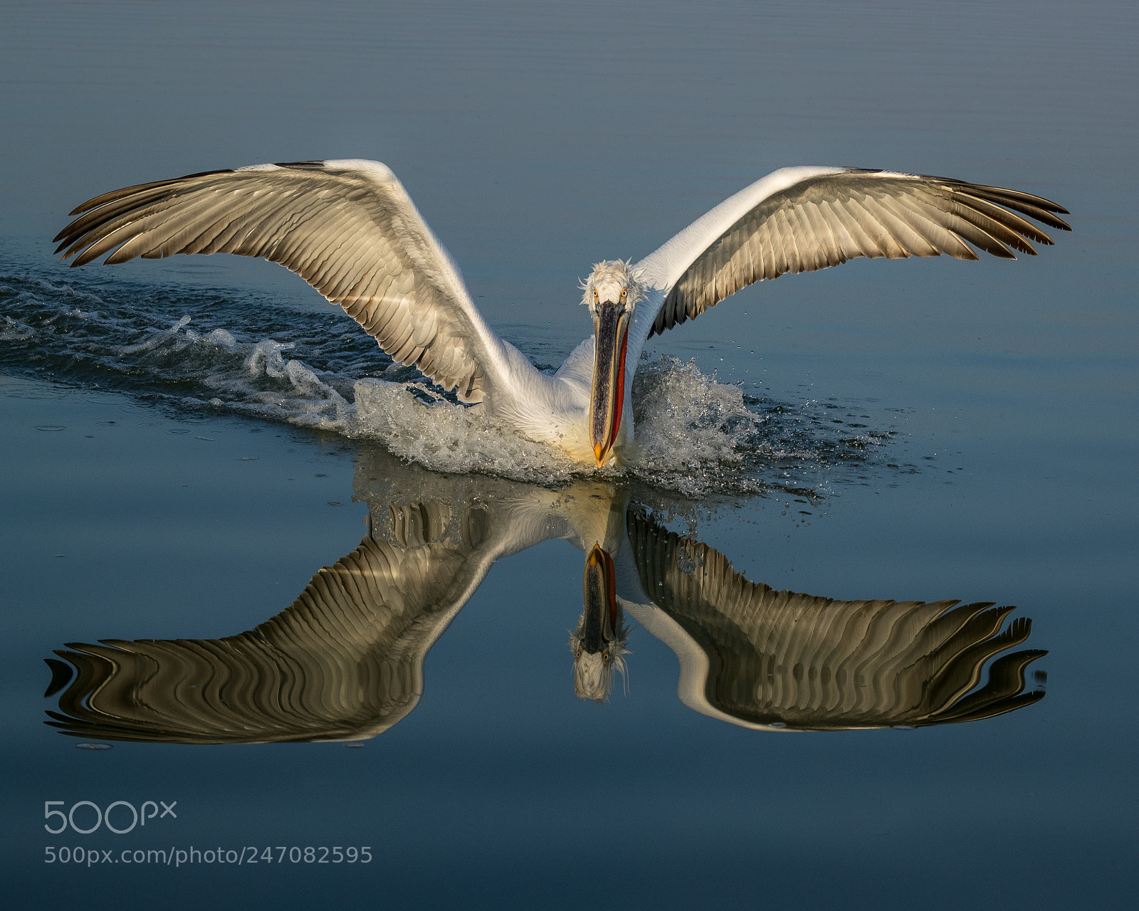 Canon EOS-1D X Mark II sample photo. Dalmation pelican landing on photography