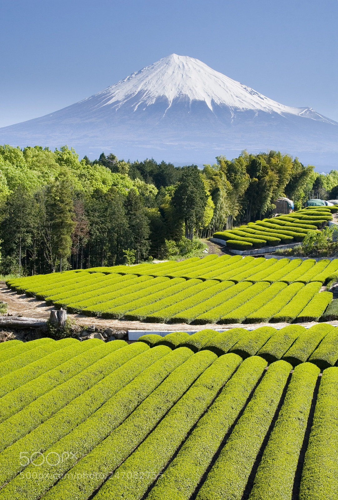 Canon EOS 30D sample photo. Green tea fields v photography