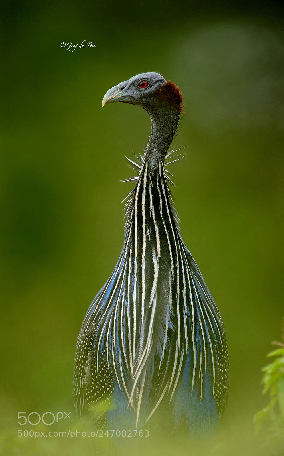 Nikon D4S sample photo. Guineafowl portrait colour photography