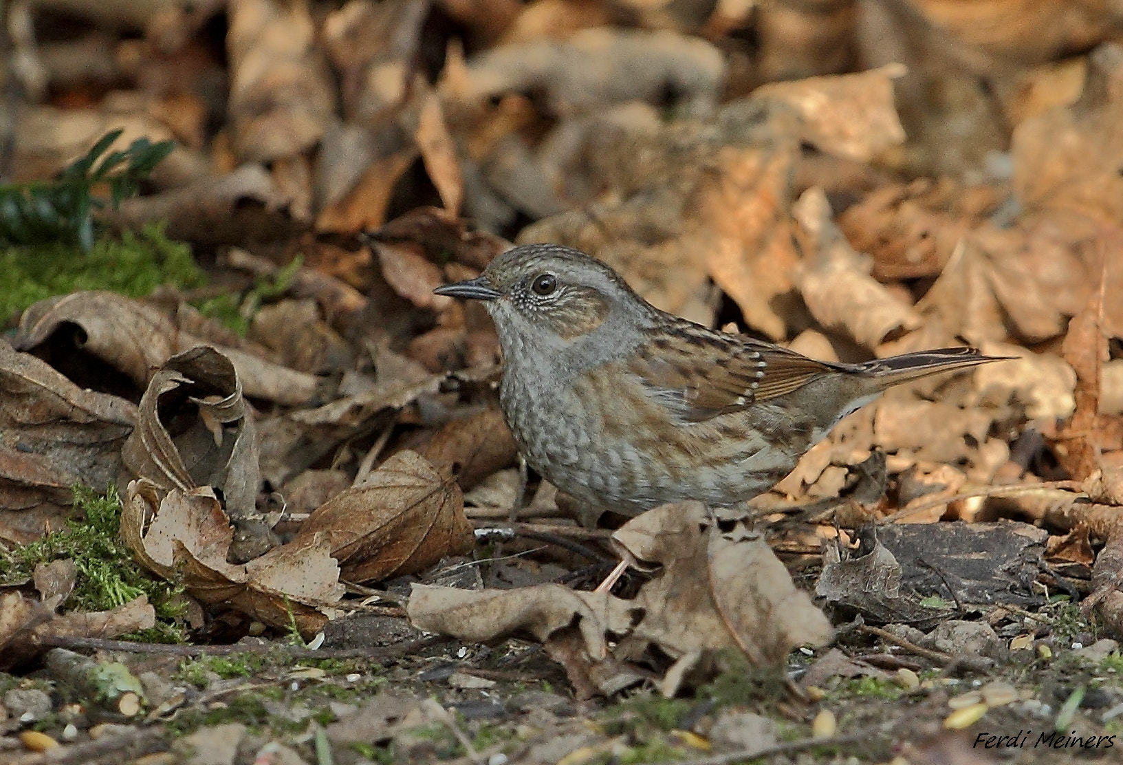 Canon EOS 60D sample photo. Heckenbraunelle gut getarnt. photography