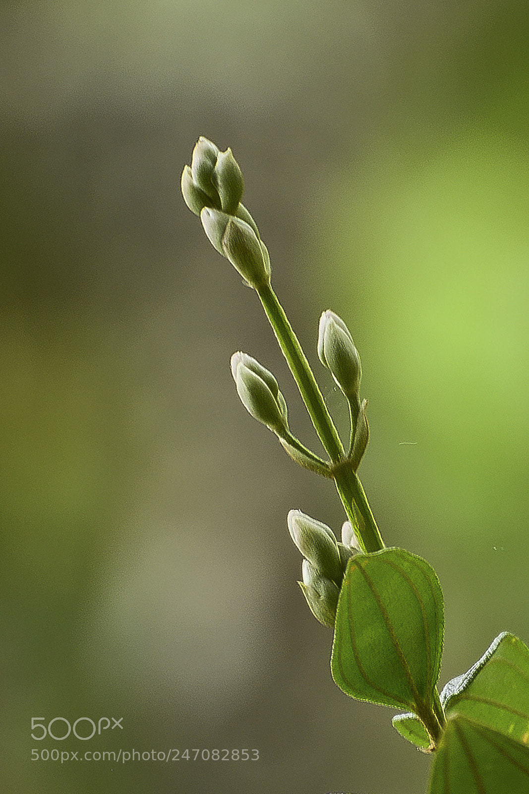 Nikon D7100 sample photo. Um belo detalhe no photography