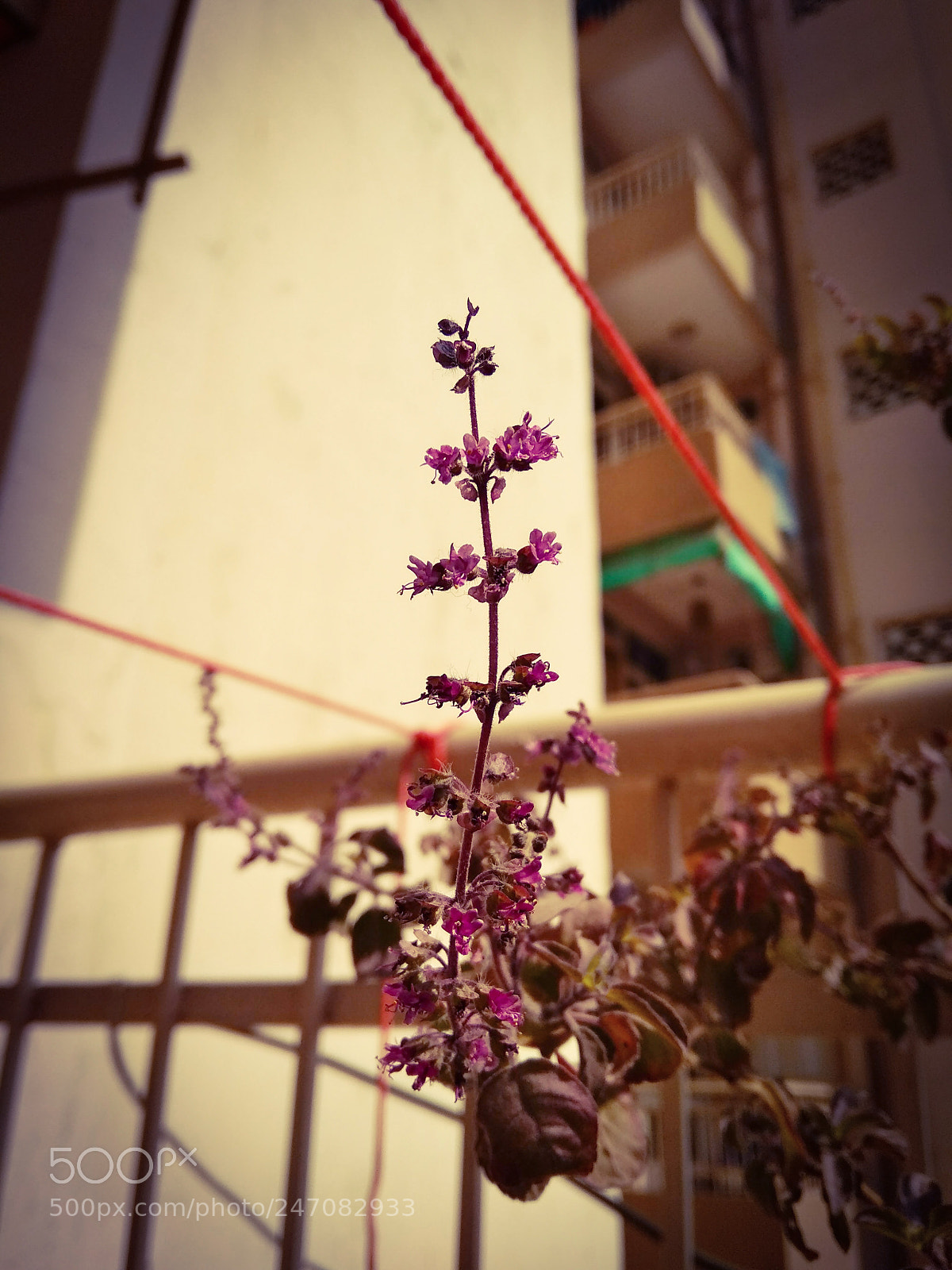 Xiaomi Redmi 5A sample photo. Untitled photography
