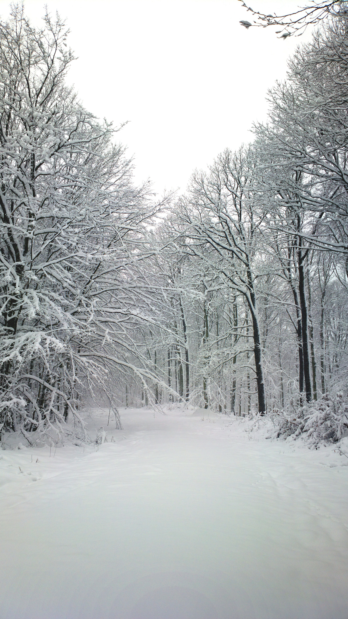 Nokia 808 PureView sample photo. Snow photography