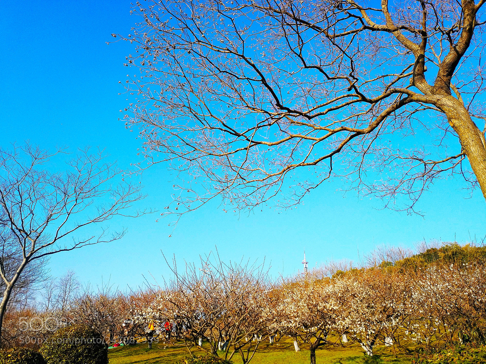 Xiaomi MIX 2 sample photo. Trees photography