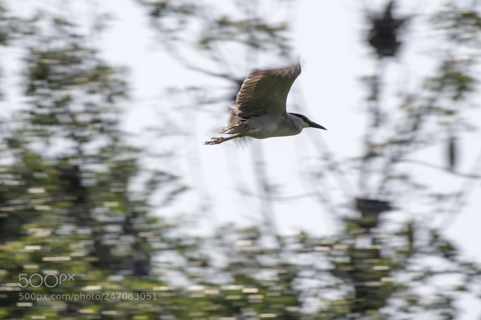 Nikon D5 sample photo. Free as a bird photography