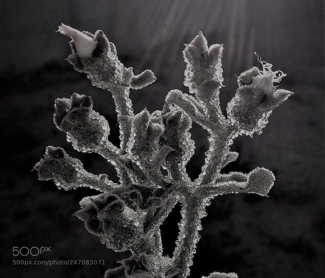 Apple iPhone 4S sample photo. Crystallize b/w photography