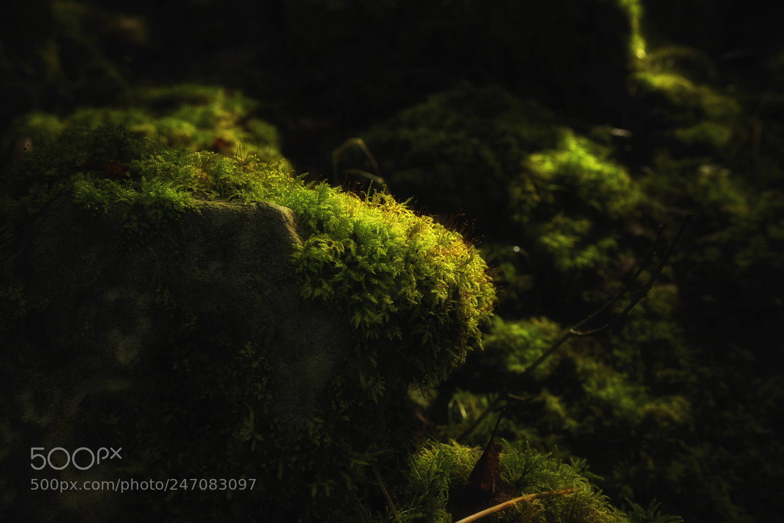 Nikon D800 sample photo. Moss in winter sun photography