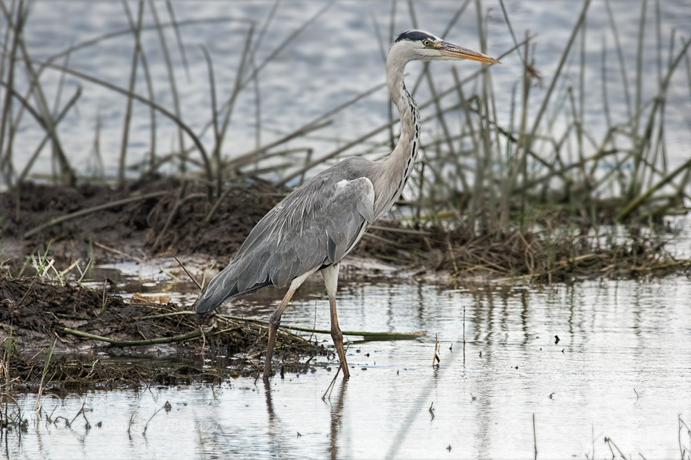 Nikon D90 sample photo. Ardea cinerea photography