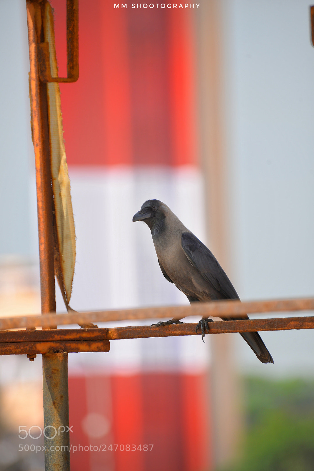 Nikon D610 sample photo. Contrasting photography