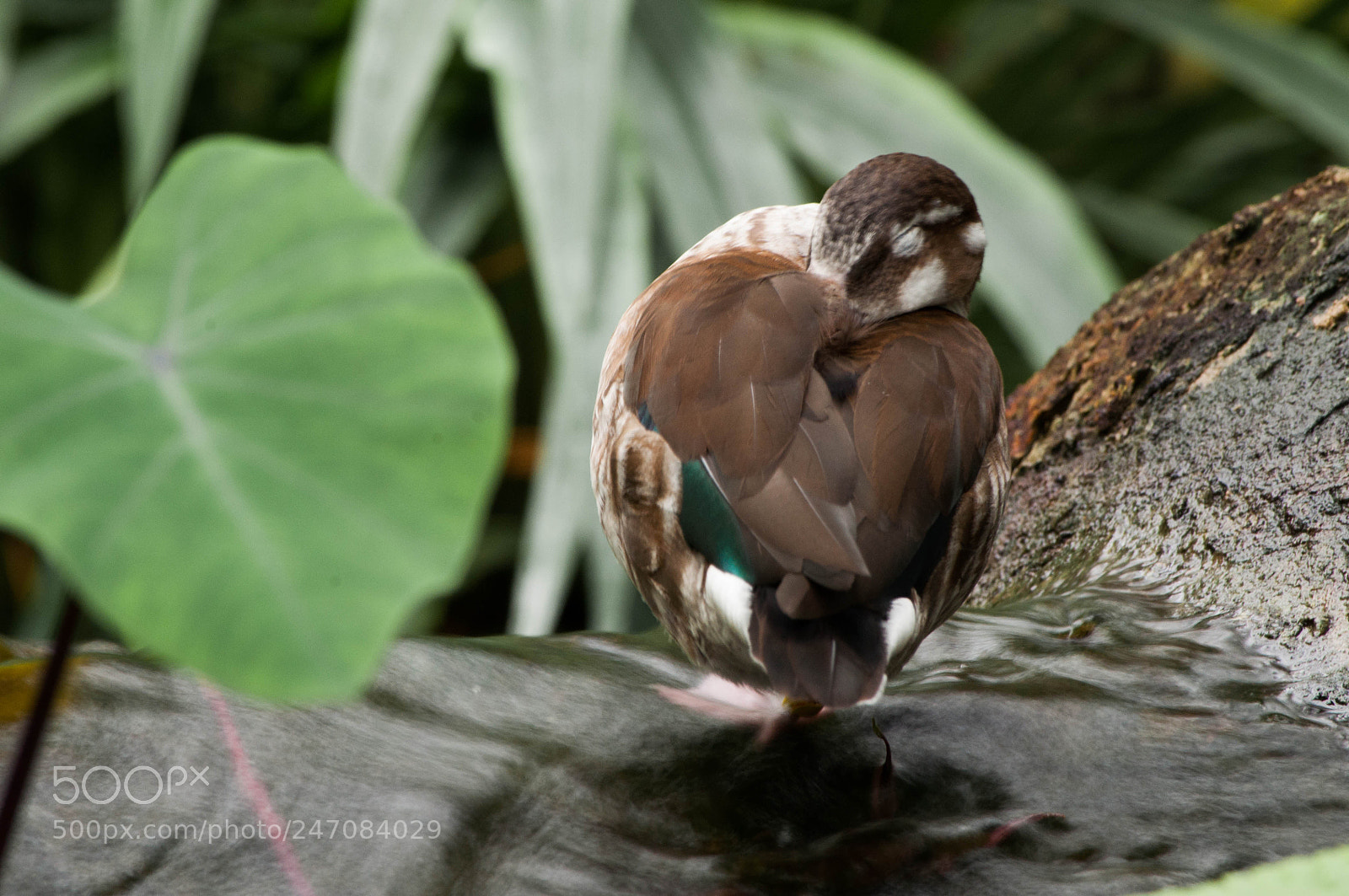 Nikon D5000 sample photo. Duck photography