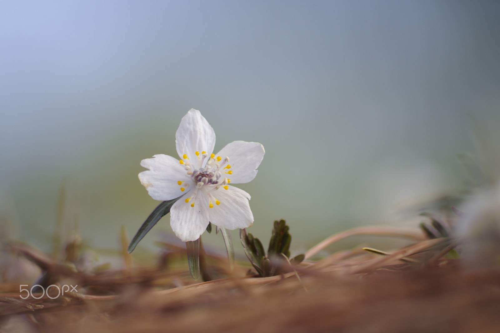 smc PENTAX-DA L 55-300mm F4-5.8 ED sample photo. 節分草　pretty flowers photography