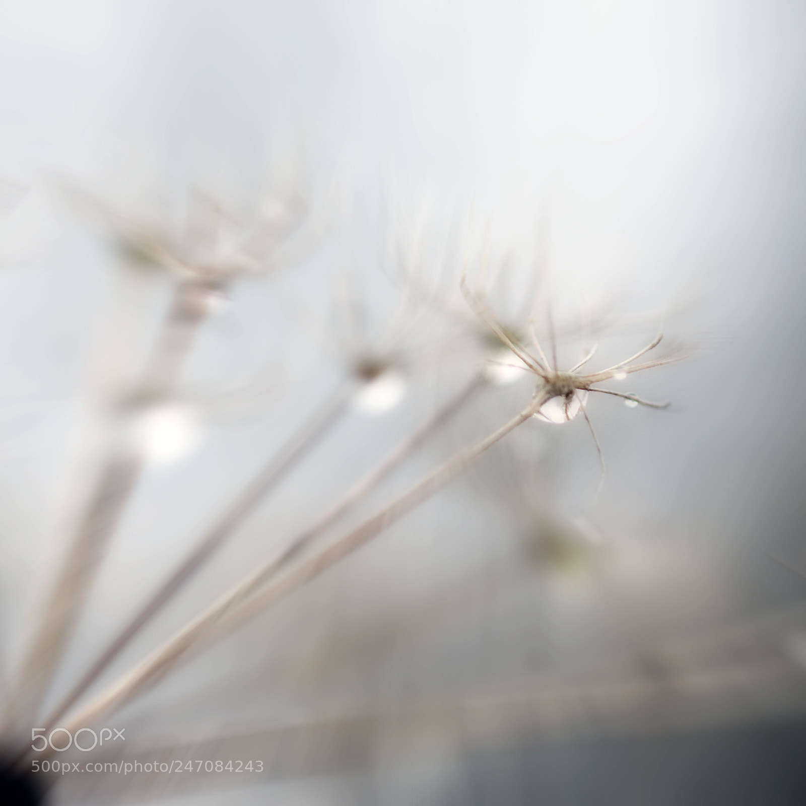 Nikon D300 sample photo. Frozen serie photography