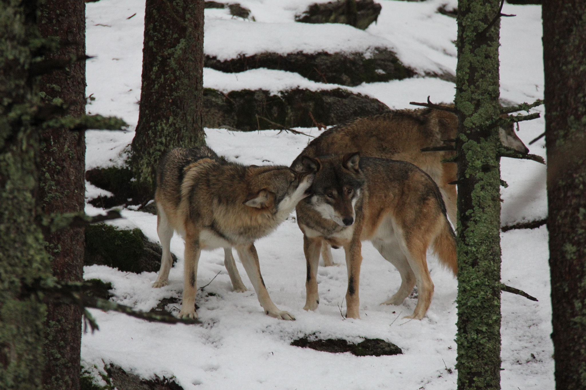 Canon EF-S 18-200mm F3.5-5.6 IS sample photo. Life in the pack of wolves. photography