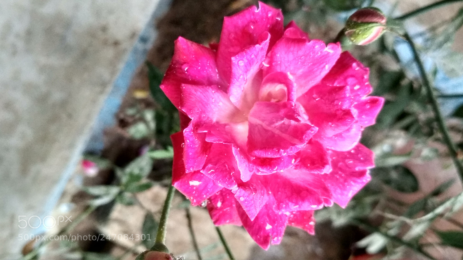 Xiaomi Redmi 4 Pro sample photo. Hdr photography
