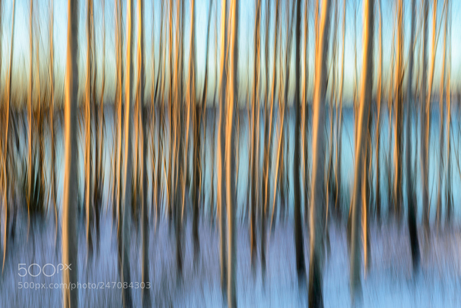 Nikon D610 sample photo. Winter birches photography