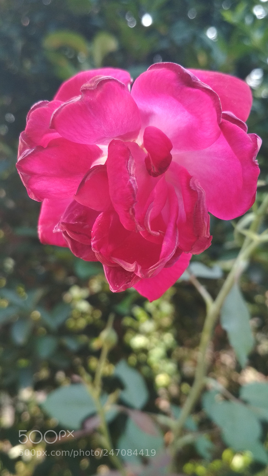 Xiaomi Redmi 4 Pro sample photo. Img_20171102_154355.jpg photography