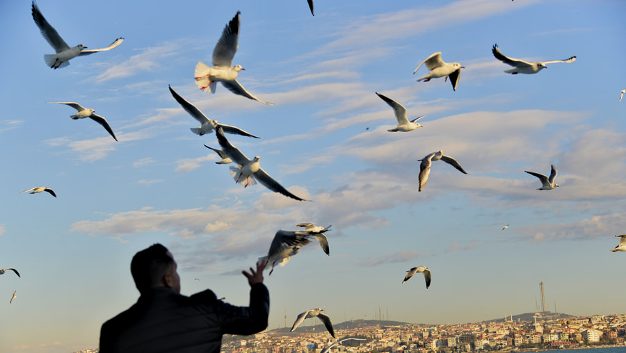 Nikon AF-S Nikkor 24-120mm F4G ED VR sample photo. Seagulls photography