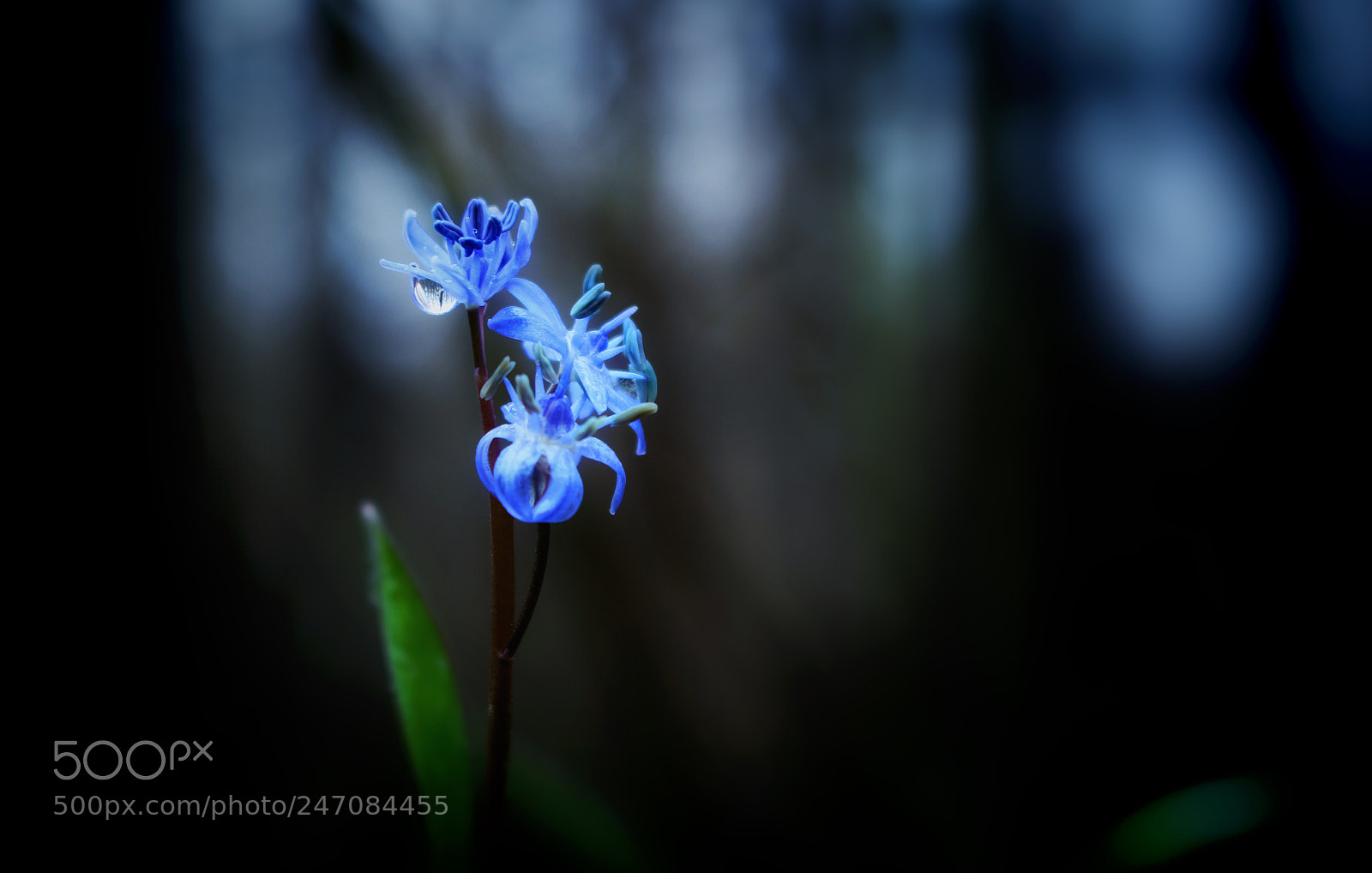 Canon EOS 760D (EOS Rebel T6s / EOS 8000D) sample photo. Scilla drunensis photography