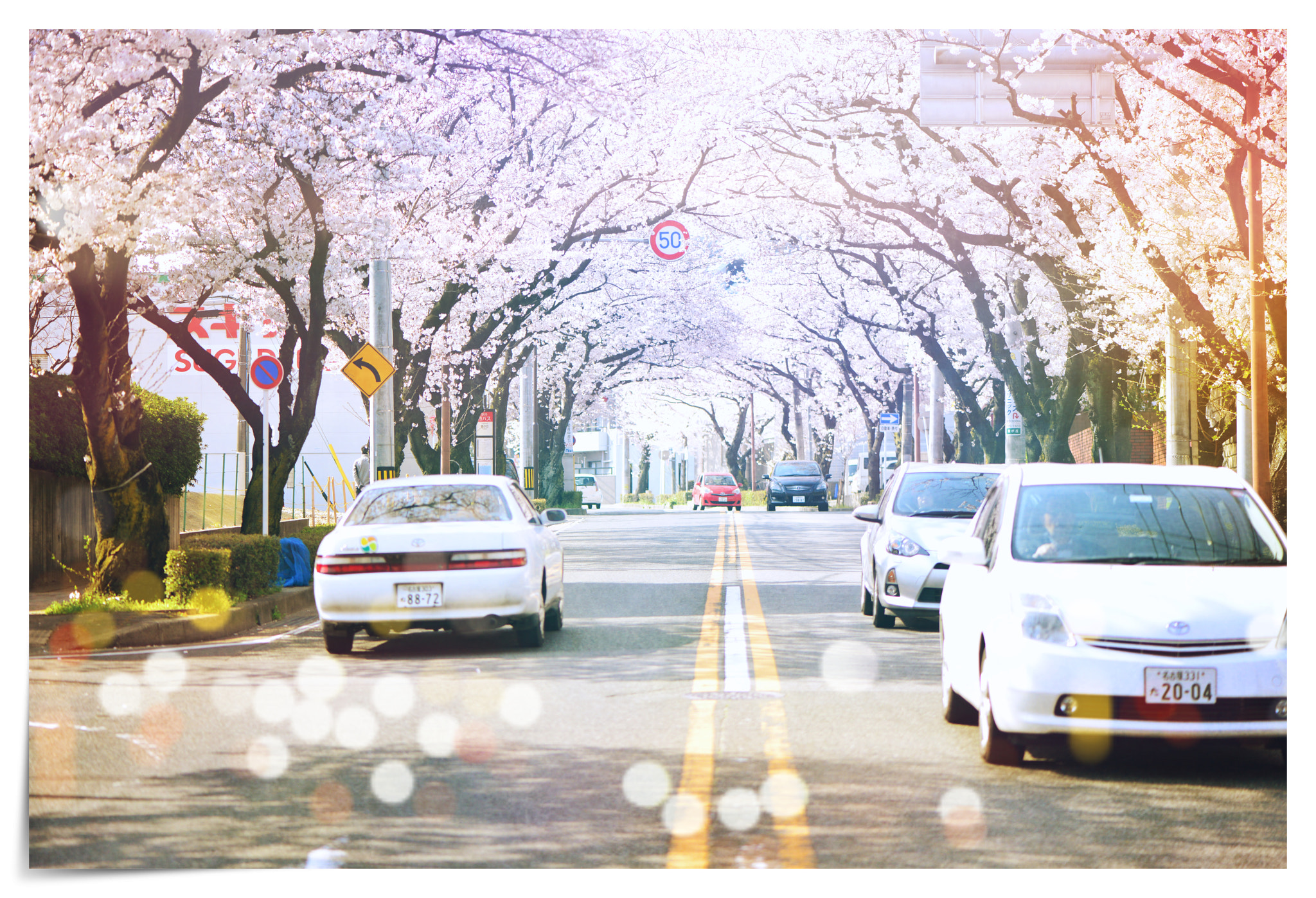 Nikon AF-S Micro-Nikkor 105mm F2.8G IF-ED VR sample photo. Cherry blossom photography