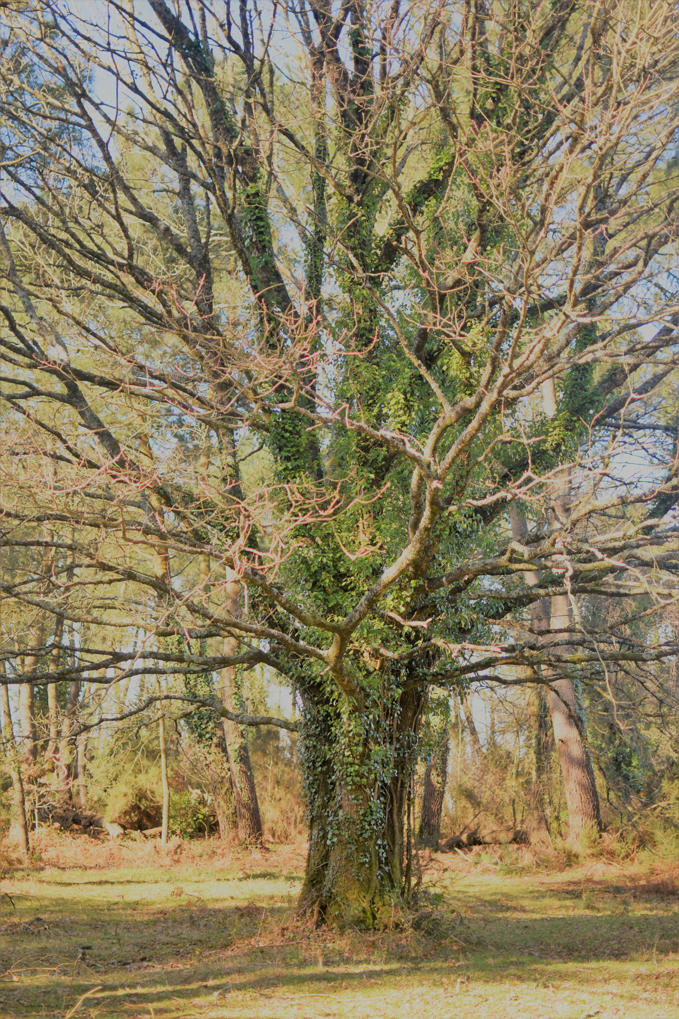Nikon AF-S DX Nikkor 35mm F1.8G sample photo. The big tree photography