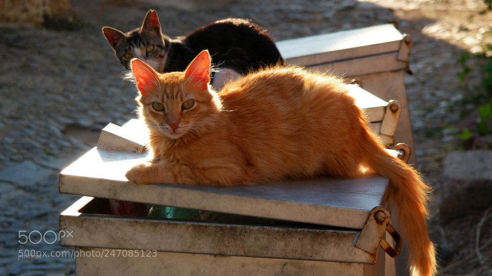 Samsung NX1 sample photo. ... photography