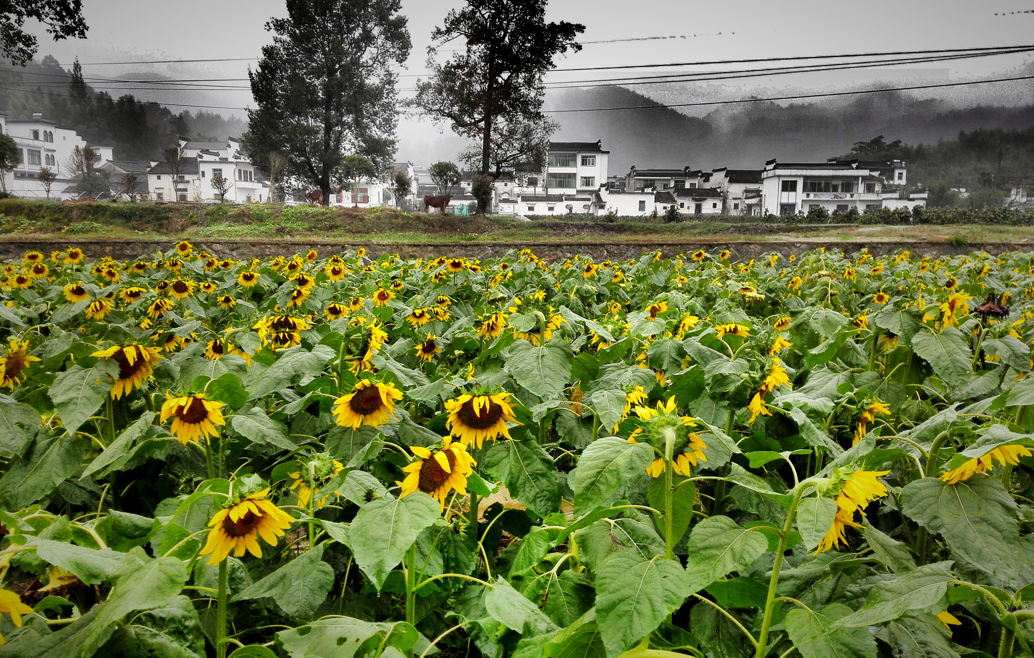 HUAWEI Mate 7 sample photo. 婺源 油菜花 photography