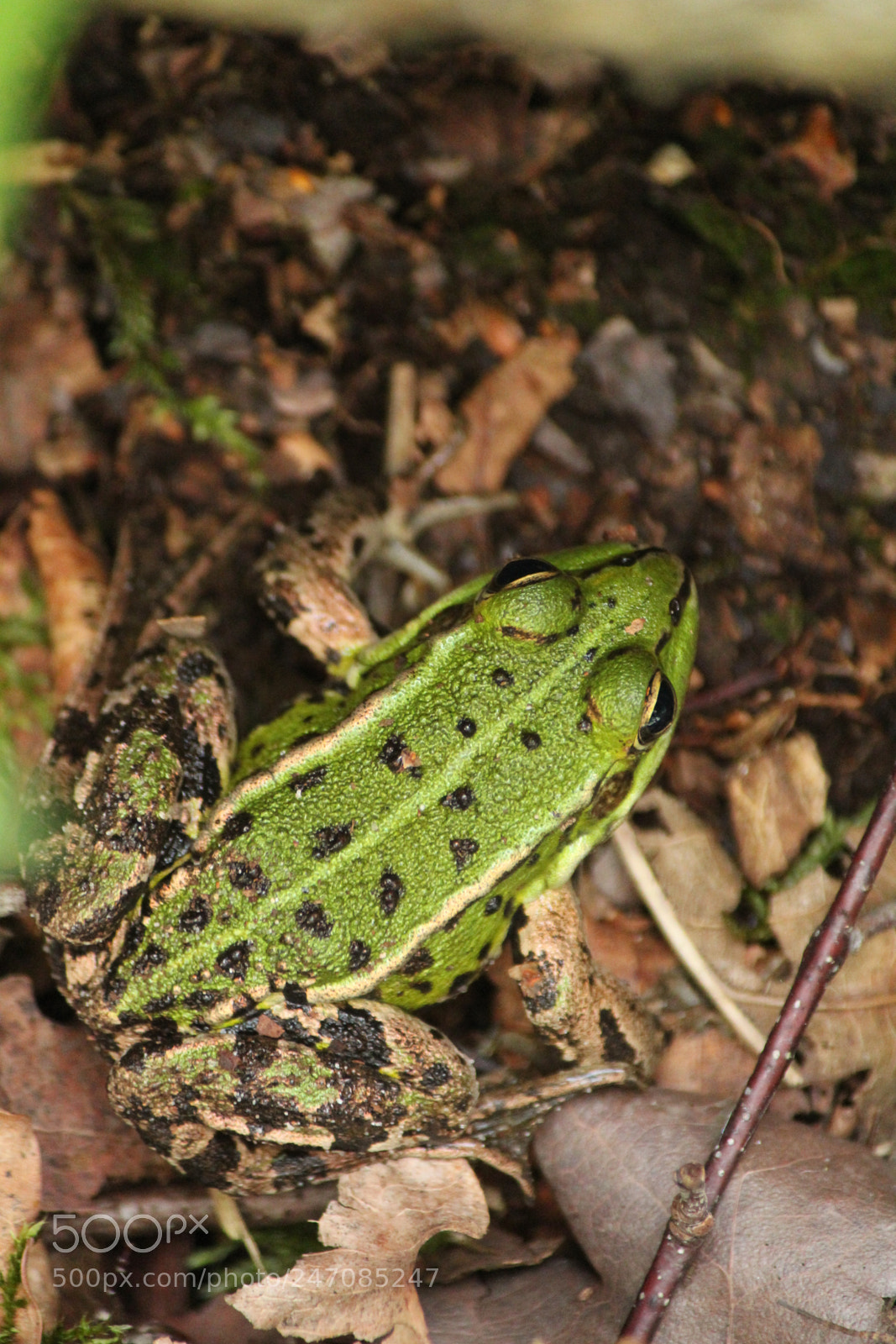 Canon EF-S 55-250mm F4-5.6 IS II sample photo. Tree frog photography