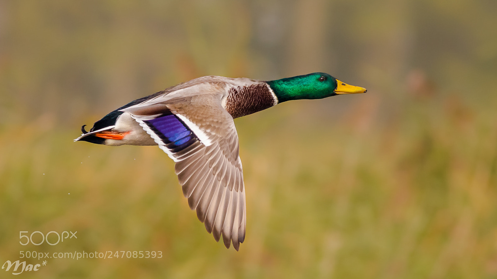 Canon EOS 7D Mark II sample photo. Mallard-wilde eend photography