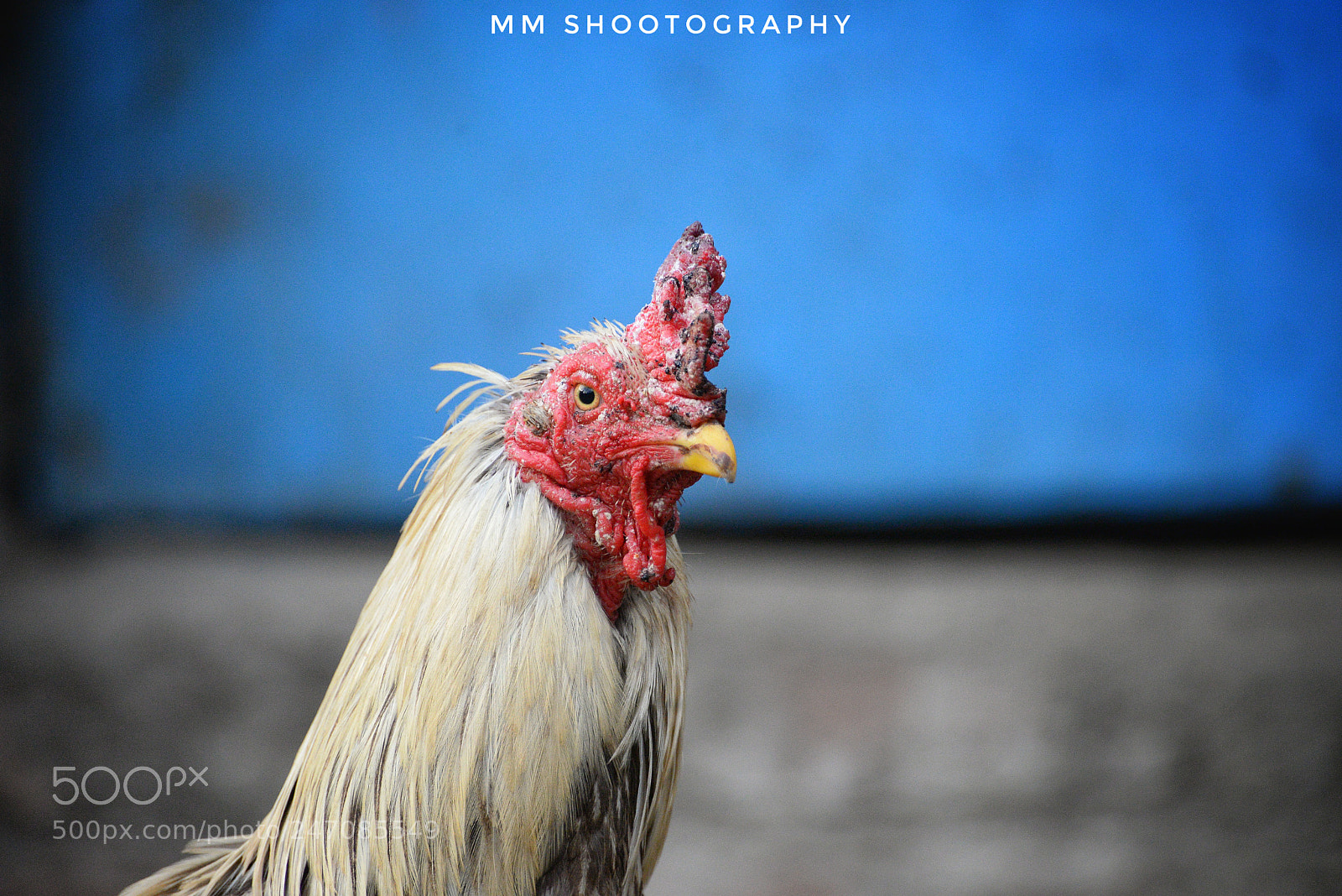 Nikon D610 sample photo. "he"n photography