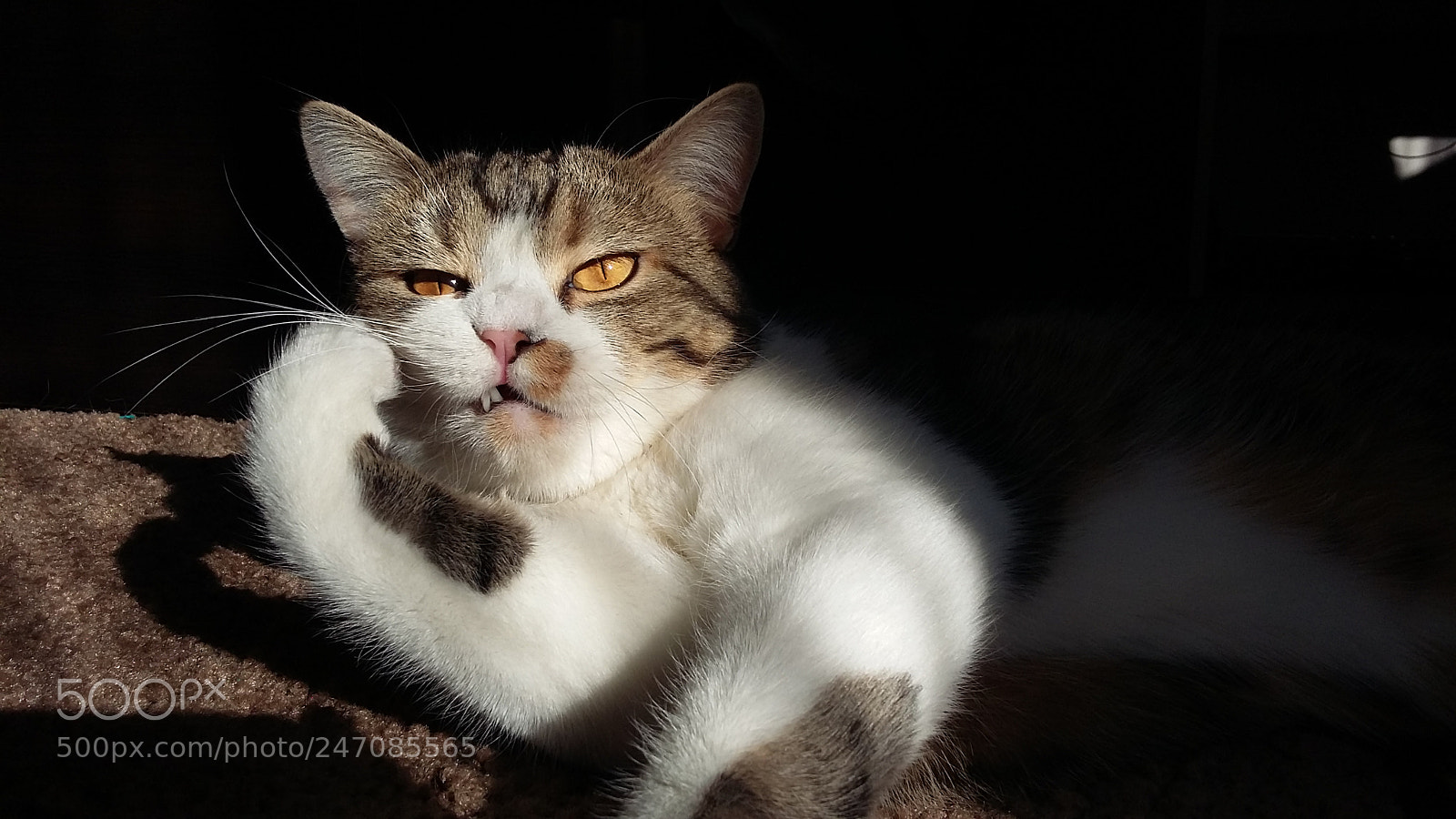 Samsung Galaxy A3 sample photo. Angry cat.jpg photography
