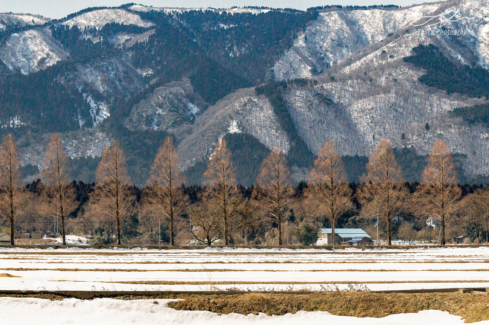 Nikon D850 sample photo. Tree-lined road & snow mountain photography