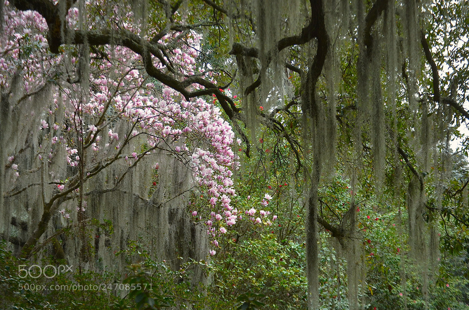Nikon D5100 sample photo. Japanese magnolia and spanish photography