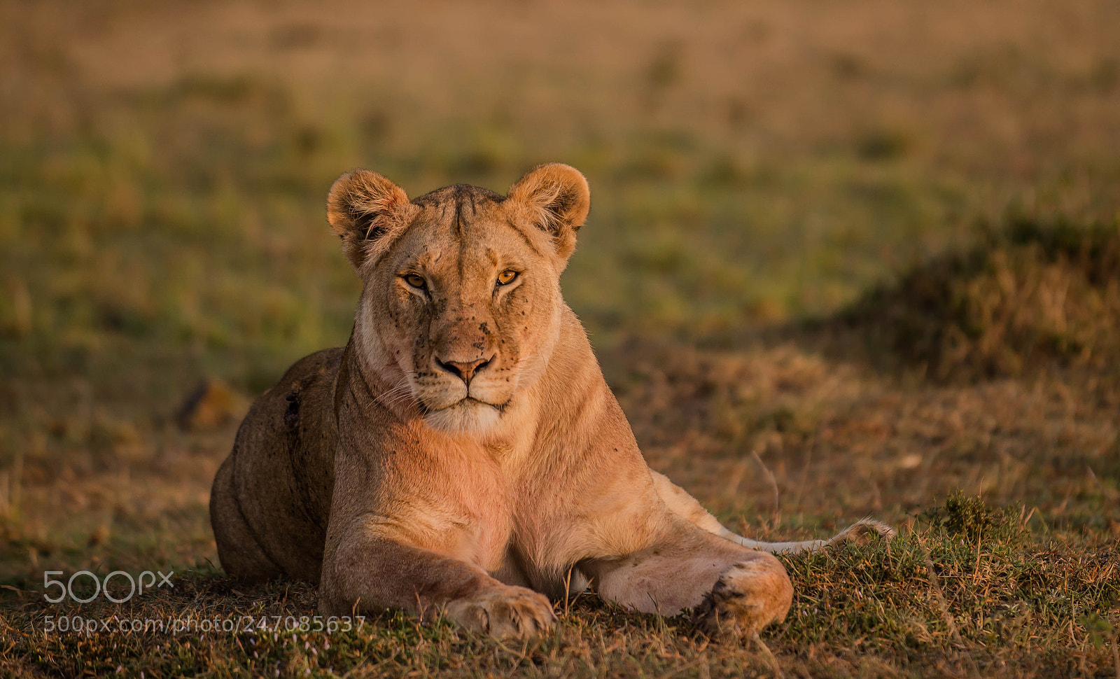 Nikon D800E sample photo. Royal queen of mara photography