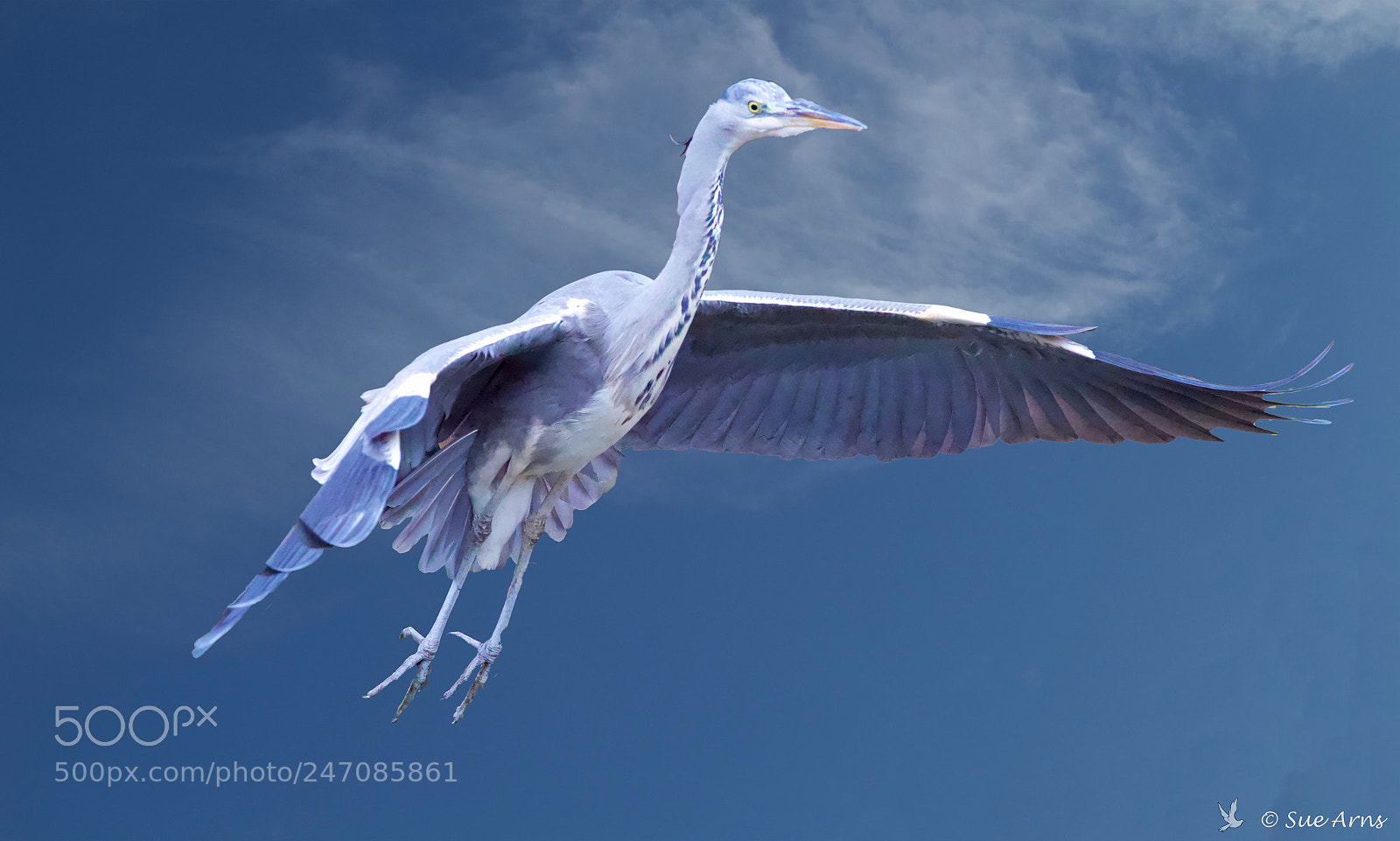 Canon EOS-1D X Mark II sample photo. Heron in the sky photography