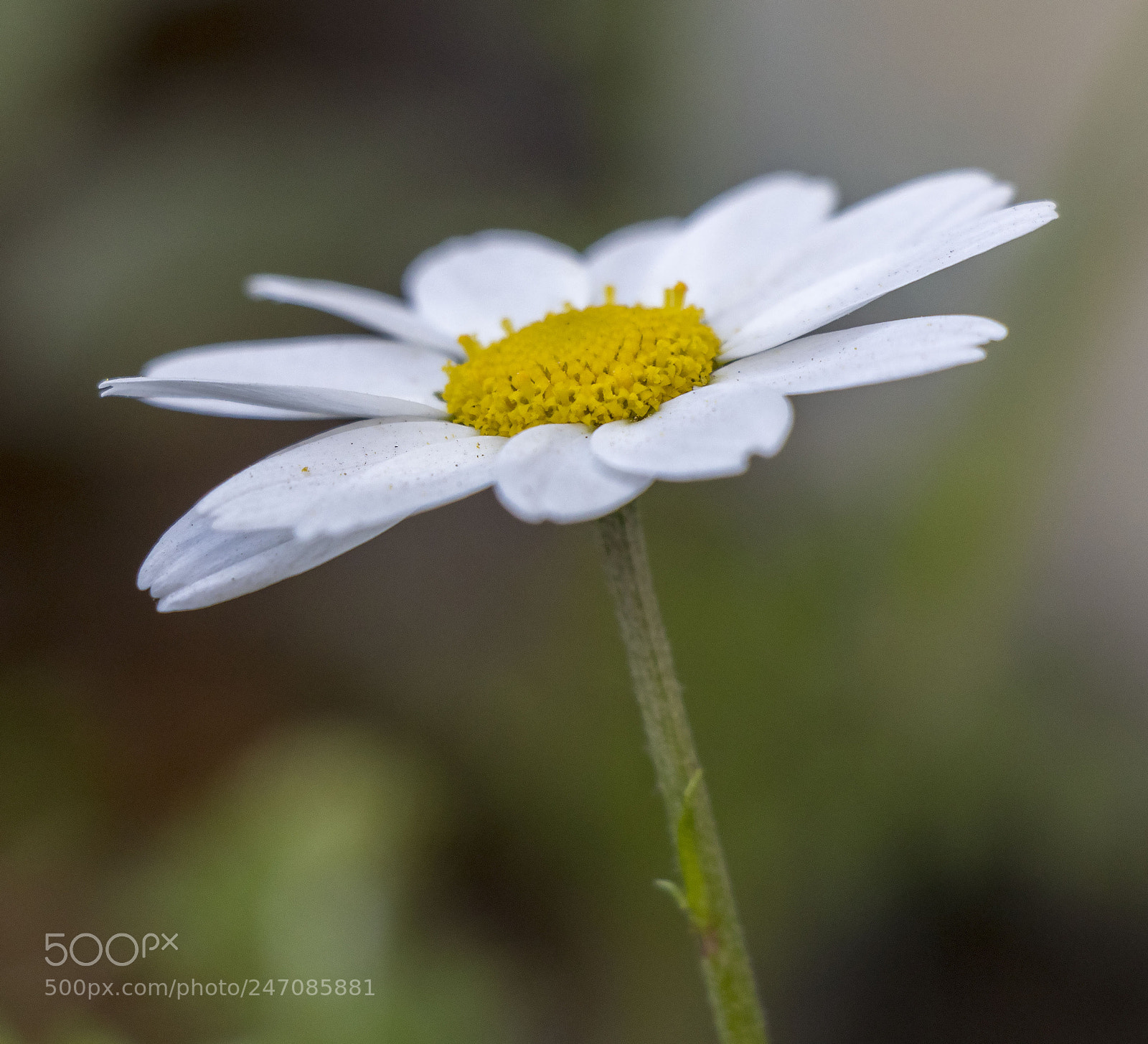 Canon EOS 77D (EOS 9000D / EOS 770D) sample photo. Daisy photography