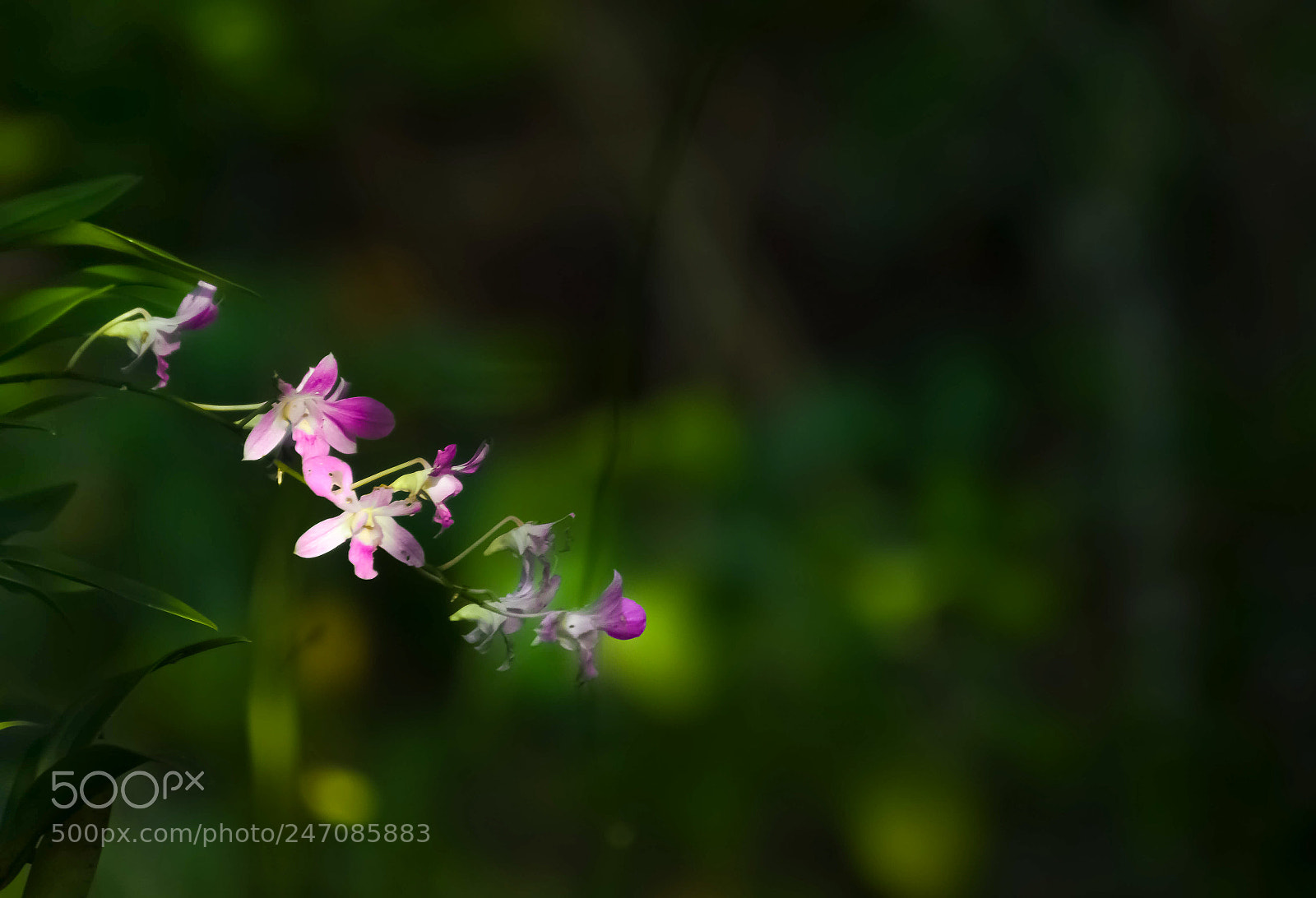 Nikon D5100 sample photo. Cattleya photography