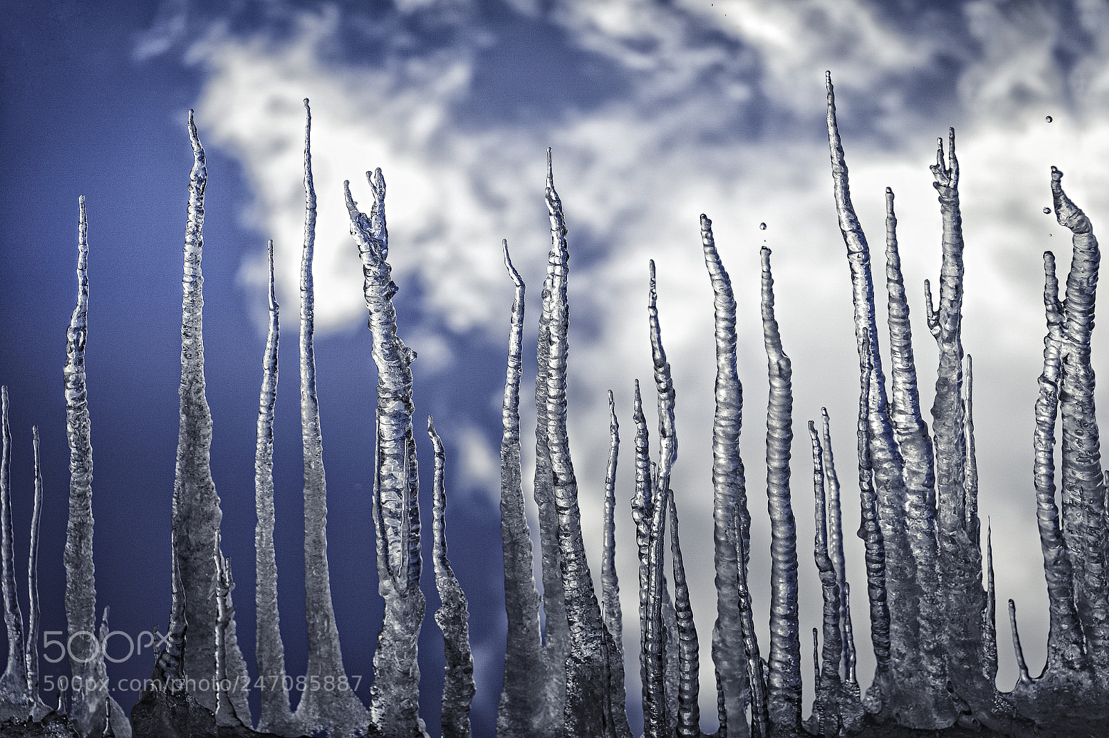 Nikon D4 sample photo. My icy forest photography